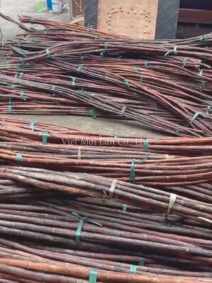 Raw rattan material