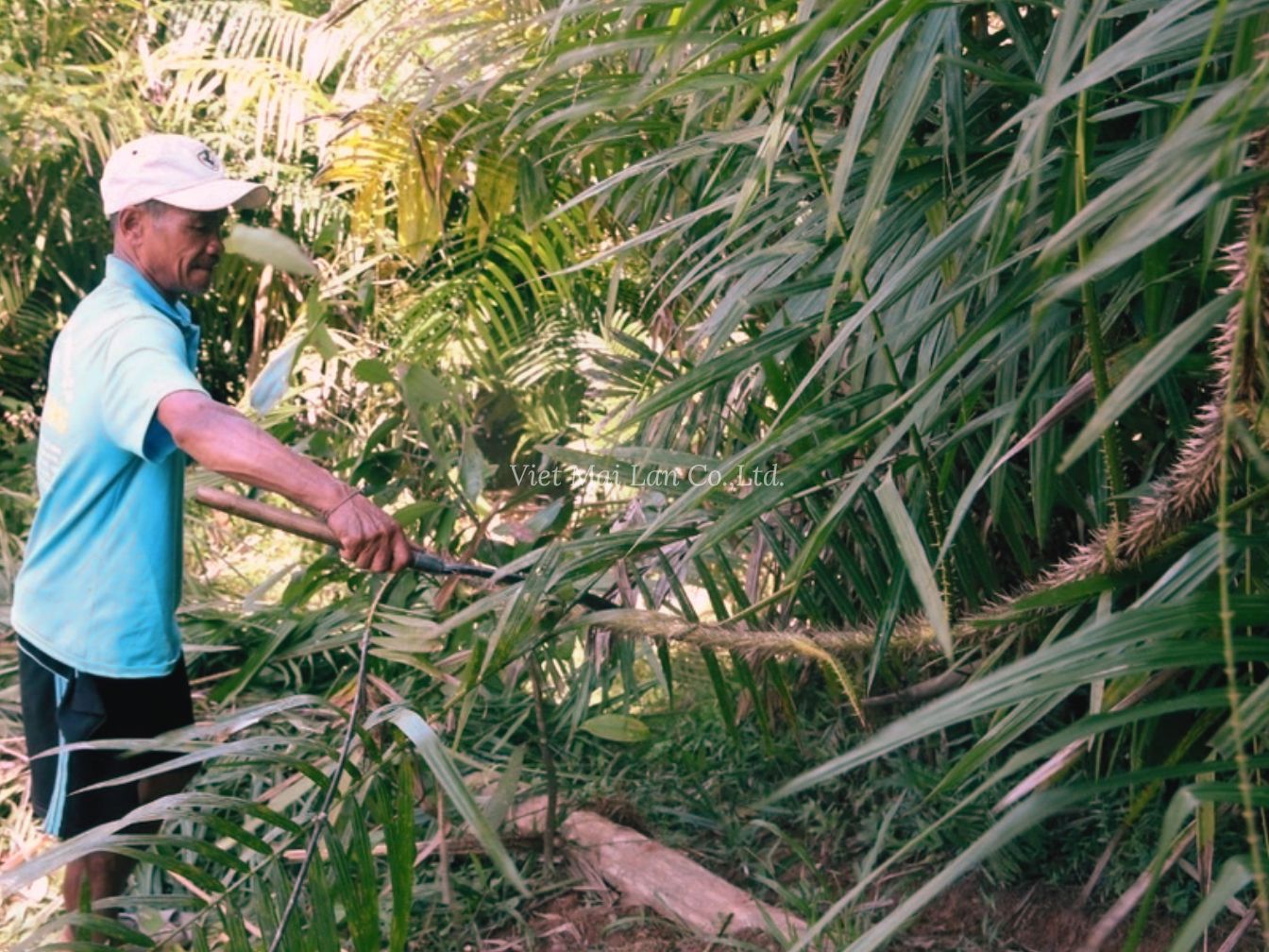 Natural rattan materials harvested in Vietnam