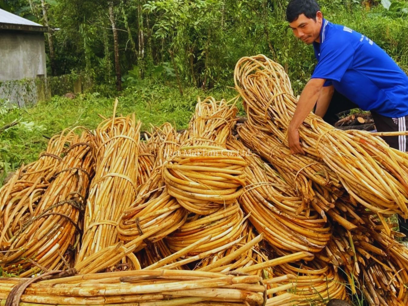 Natural raw rattan materials prepared for hand weaving